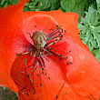 Klatschmohn